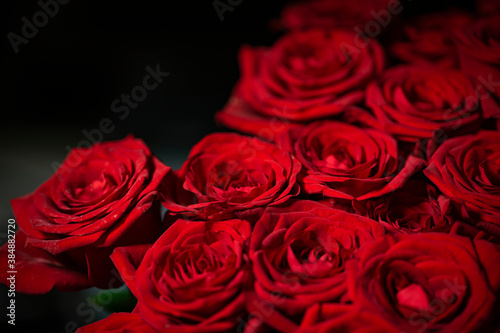 Red natural fresh bouqet of roses background pattern  macro studio shot
