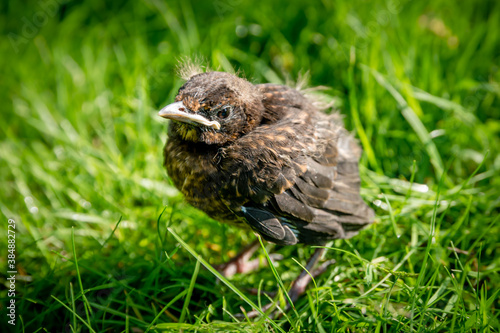 A fledgling blackbird chick in grass in the sun with open eyes