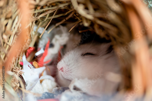 A white dwarf hamster asleep in a nest of paper and straw bedding photo