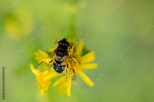 A honeybee with pollen on common ragwort yellow flower with white space