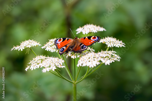 A bright red Peacock butterly resting on white umbelliferous flowers photo