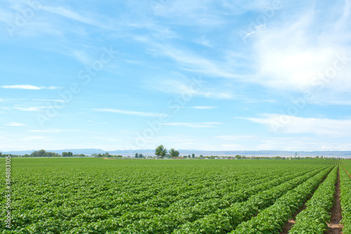 Farmland of potato plants growing in a field.