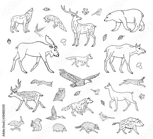 Vector set bundle of hand drawn doodle sketch wild forest animals isolated on white background