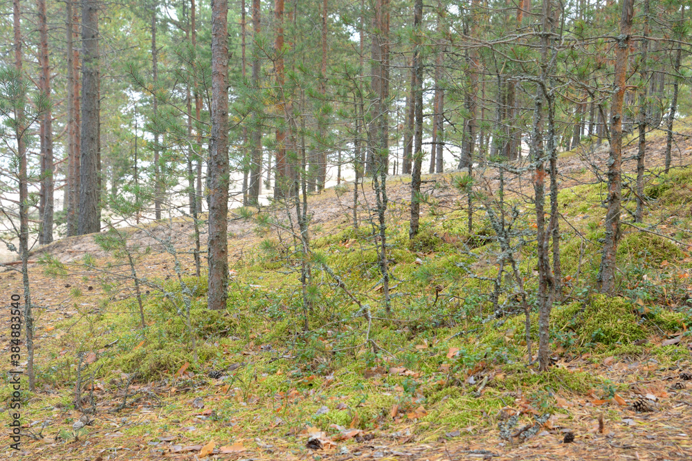 Pine forest at summer.