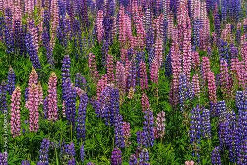 Field of colorful lupin flowers in sunlight
