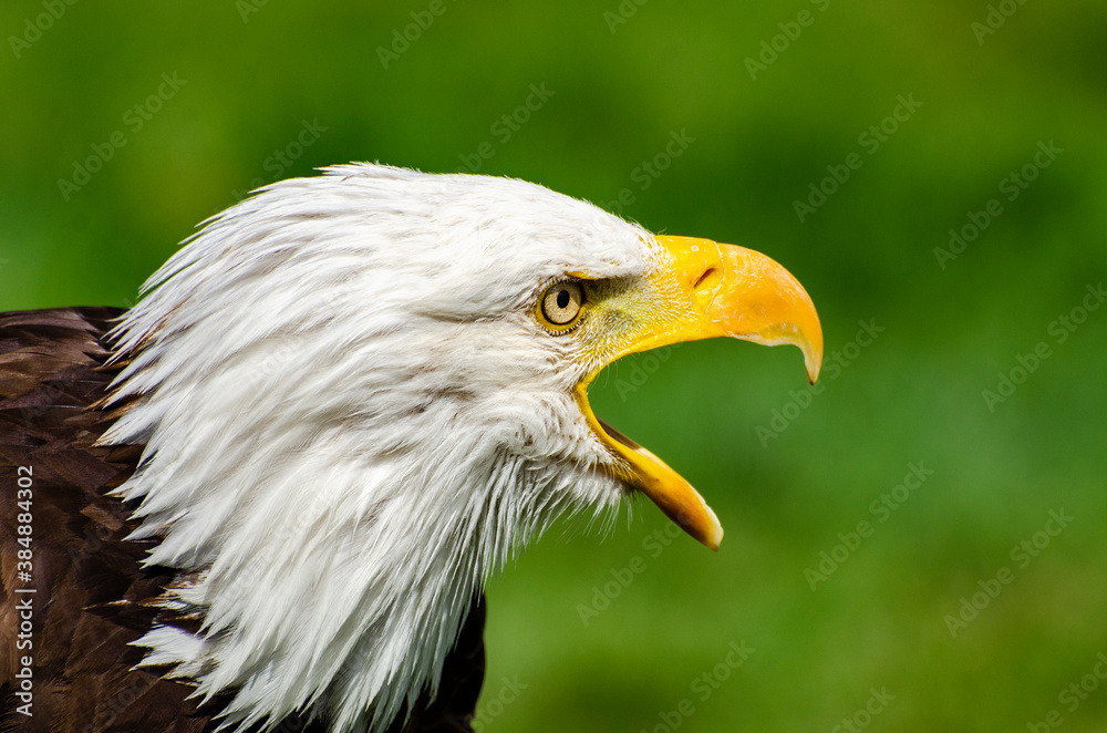 Bald Eagle Calls Out Bald Eagle Calls Out