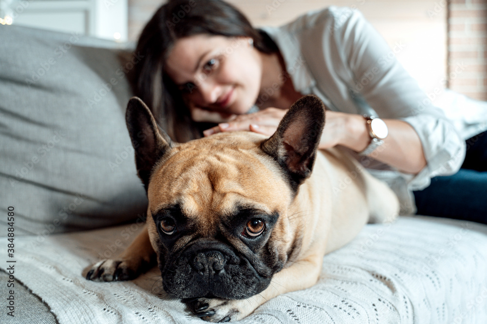 Dog, french bulldog lying on white plaid on couch. Woman, owner sitting with funny cute lovely pet. Happy family celebration and greetings. New year holiday 2020 in winter country house with parents Dog, french bulldog lying on white plaid on couch. Woman, owner sitting with funny cute lovely pet. Happy family celebration and greetings. New year holiday 2020 in winter country house with parents