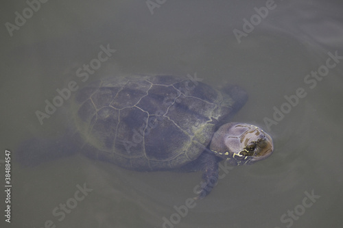 公園の池のカメ © Paylessimages