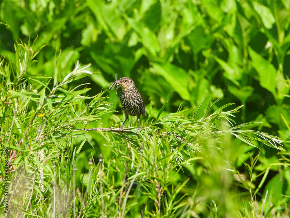 Red-Winged Blackbird Female Bird with Insect in Mouth Perched on a Green Stem in Brilliant Sunlight Red-Winged Blackbird Female Bird with Insect in Mouth Perched on a Green Stem in Brilliant Sunlight