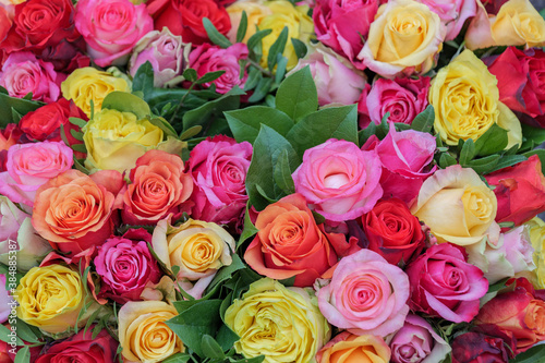 Close up view of various colorful red  yellow  white and pink blooming roses backdrop at florist. Vivid pastel flower in bloom. Blossom roses for Valentine day.