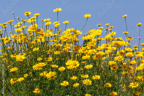 Blüten und Blätter der Färberkamille (Anthemis tinctoria or Cota tinctoria, golden marguerite) photo