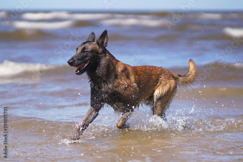 Happy young Belgian Shepherd dog Malinois running outdoors on a water at the seaside in summer