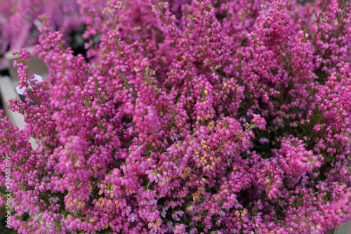 Background of blooming violet wildflowers.