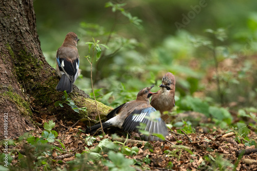 Bild auf Leinwand Wild jay in the forest