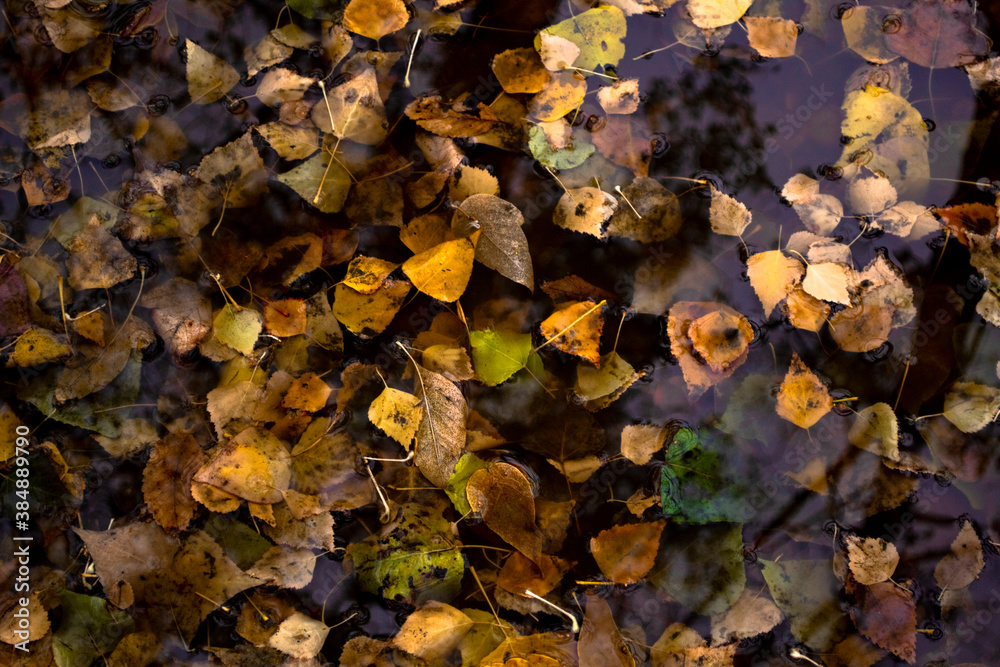 fallen autumn leaves fallen autumn leaves