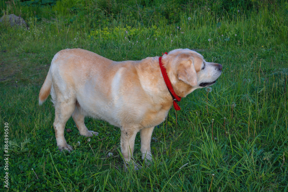 Golden Labrador Retriever walks in the woods on a green lawn. Golden Labrador Retriever walks in the woods on a green lawn.