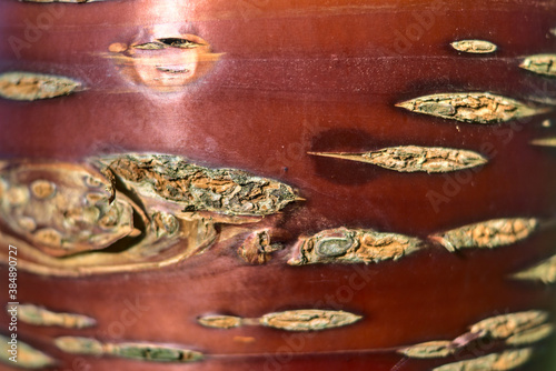 Close up horizontal view of beautiful pattern of brown trunk of cherry tree, Marlay Park, Dublin, Ireland photo