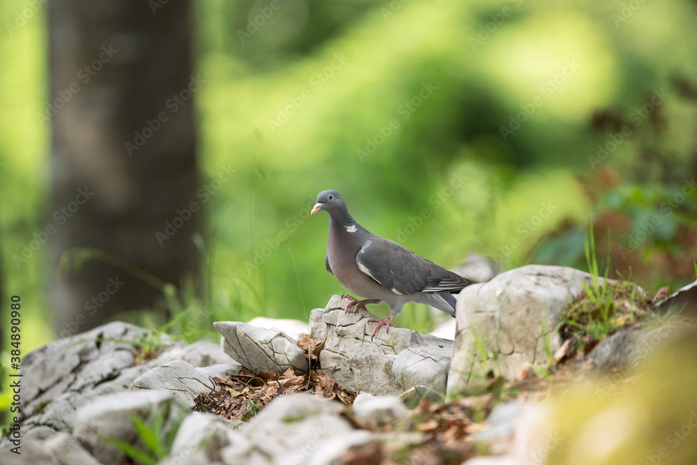 Fototapeta premium Pigeon moving on the ground. A pigeon walks in the forest. Birds looking for food. European wildlife nature. Spring time in the animal kingdom. 