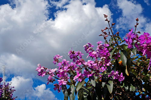 Purple princess flower (Tibouchina granulosa), Diamantina, Brazil  photo