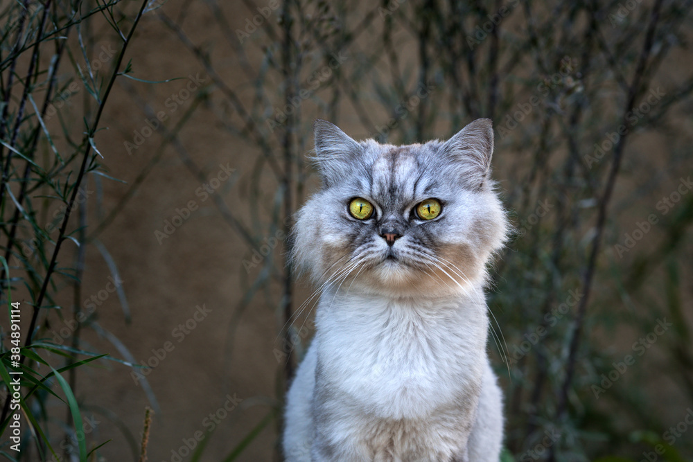 Obraz premium Playful grey groomed persian chinchilla purebred cat with green eyes sitting outside in the evening.