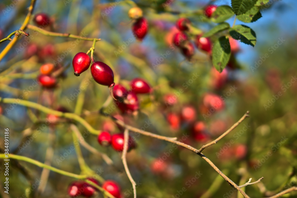 Beautiful autumnal shot of many ripe rose hips fruit with green leaves on warm fall background, Marlay Park, Dublin, Ireland