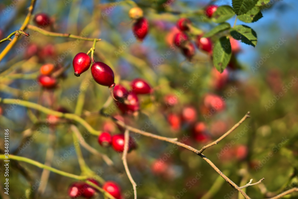 Beautiful autumnal shot of many ripe rose hips fruit with green leaves on warm fall background, Marlay Park, Dublin, Ireland Beautiful autumnal shot of many ripe rose hips fruit with green leaves on warm fall background, Marlay Park, Dublin, Ireland