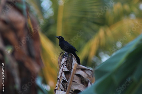 Mozambique  photo