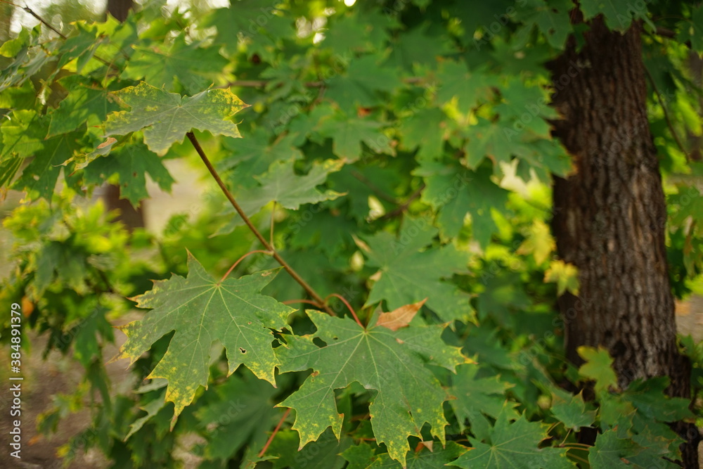 Maple tree with green leaves in autumn forest closeup. Maple tree with green leaves in autumn forest closeup.