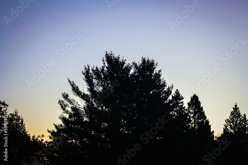 Silhouette Of A Tree In The Sunrise © Michelle