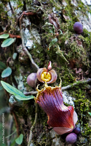 Exotic flower on tree trunk (Crescentia alata)  photo