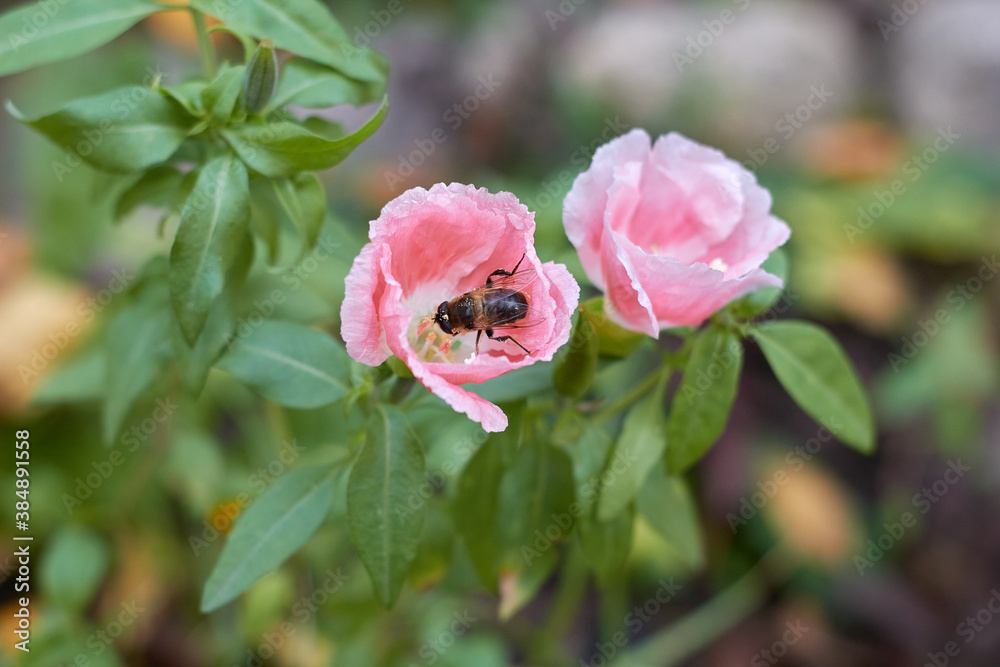The flower is pink inside the flower an insect collects pollen The flower is pink inside the flower an insect collects pollen