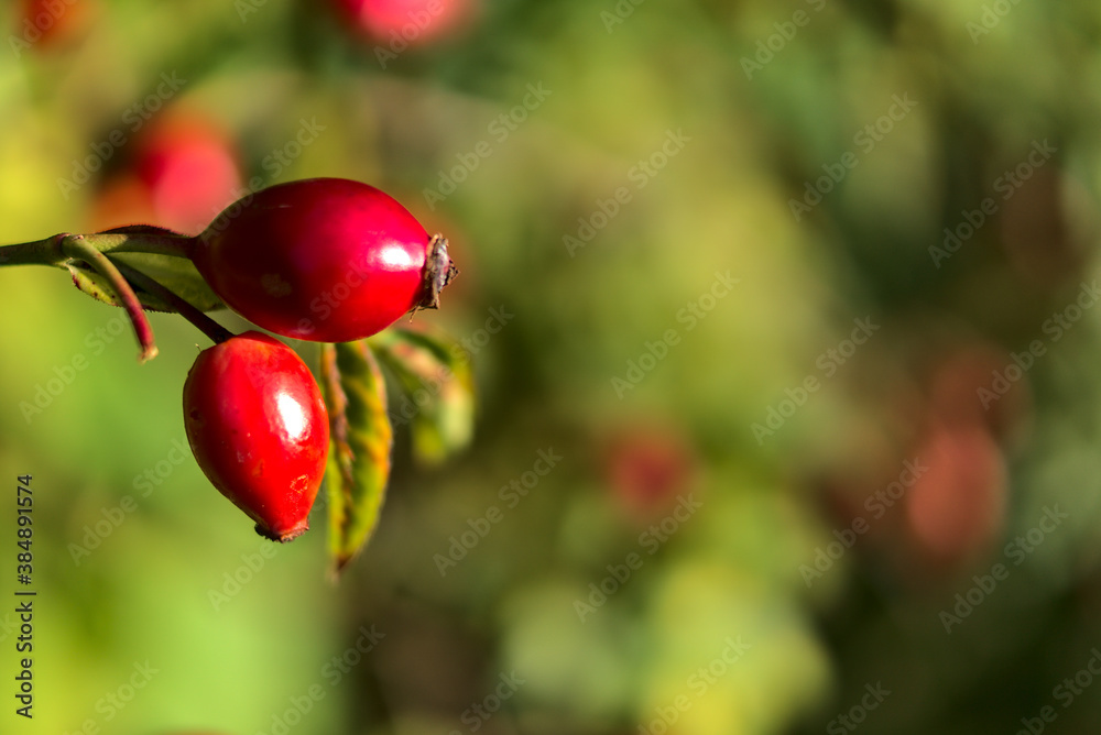 Macro view of beautiful autumnal rose hips fruit with green leaf on warm fall background, Marlay Park, Dublin, Ireland