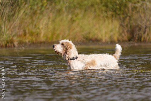Hund im Wasser © Nadine Haase