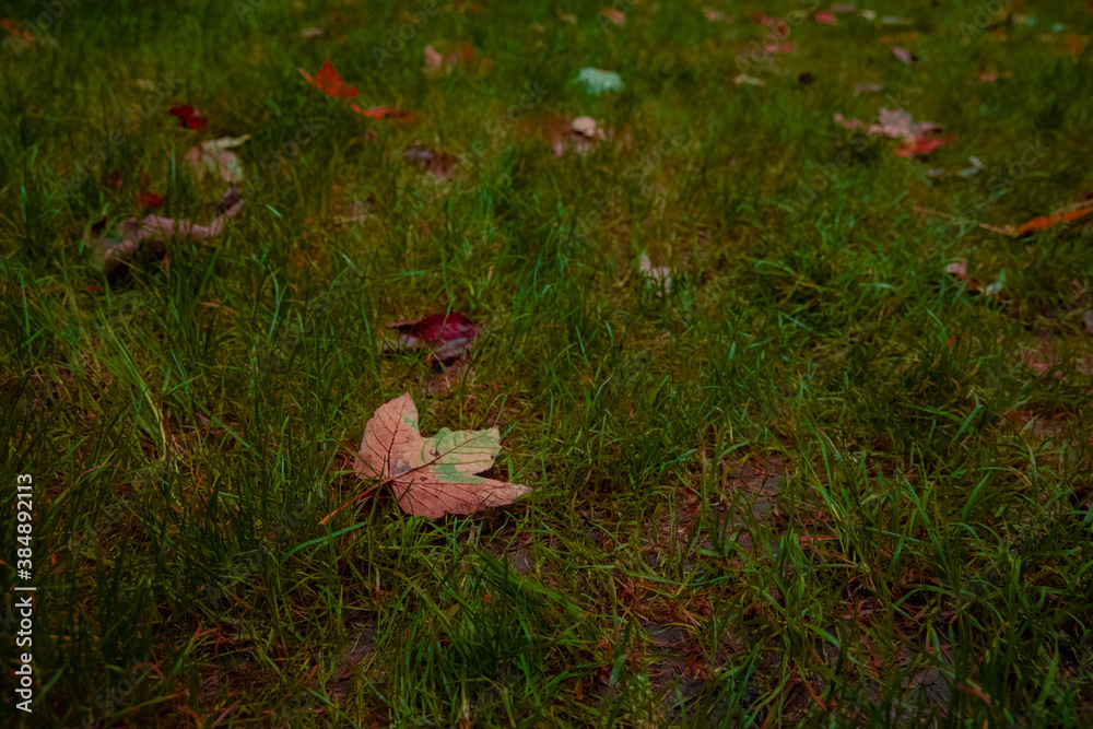 autumn falling leaves October local nature scenic view soft focus noise polluted concept photo autumn falling leaves October local nature scenic view soft focus noise polluted concept photo