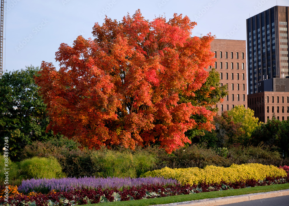 Naklejka premium Tree in bright orange autumn foliage behind a colourful garden of flowers in park
