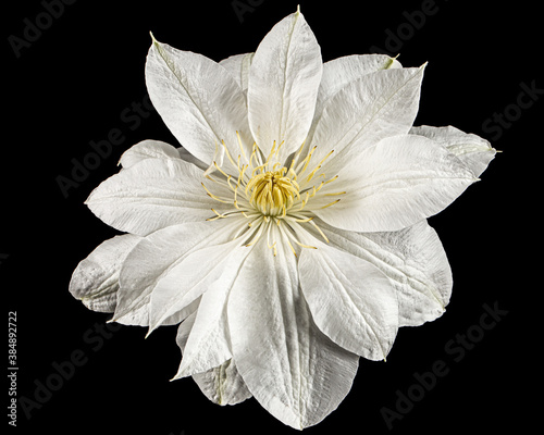 White flower of clematis, isolated on black background