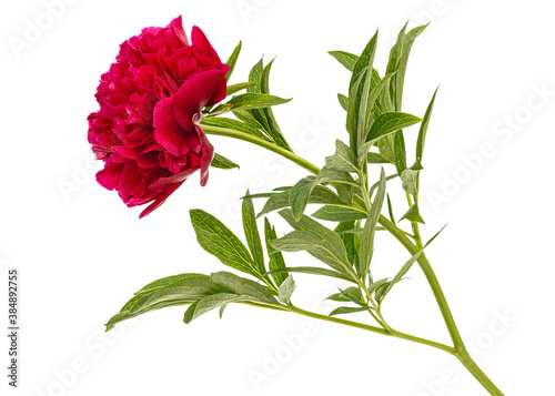 Fototapeta Naklejka Na Ścianę i Meble -  Red flower of peony, isolated on white background