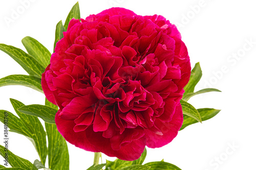 Fototapeta Naklejka Na Ścianę i Meble -  Red flower of peony, isolated on white background