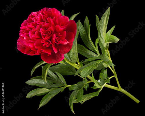 Fototapeta Naklejka Na Ścianę i Meble -  Red flower of peony, isolated on black background