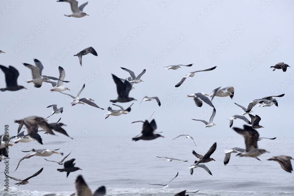 Fototapeta premium flock of seagulls