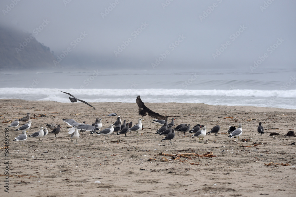 Fototapeta premium seagulls on the beach