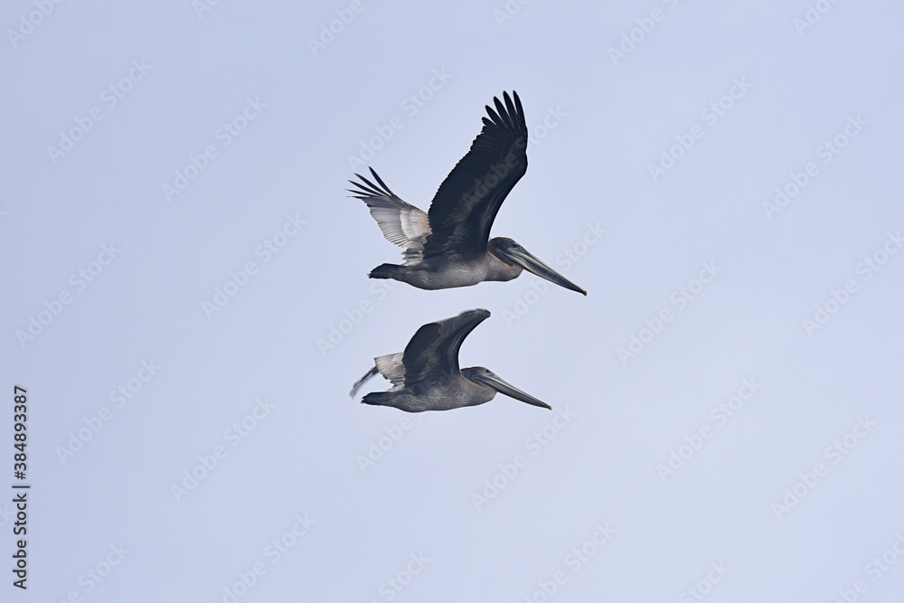 pelicans in flight pelicans in flight