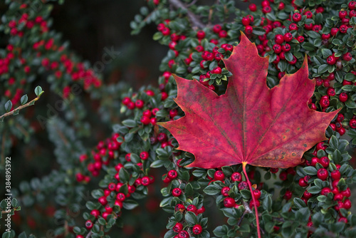 Single red maple leaf on red buckthorn berries bush. Amazing red autumn background, Dublin, Ireland