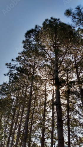 trees in the forest