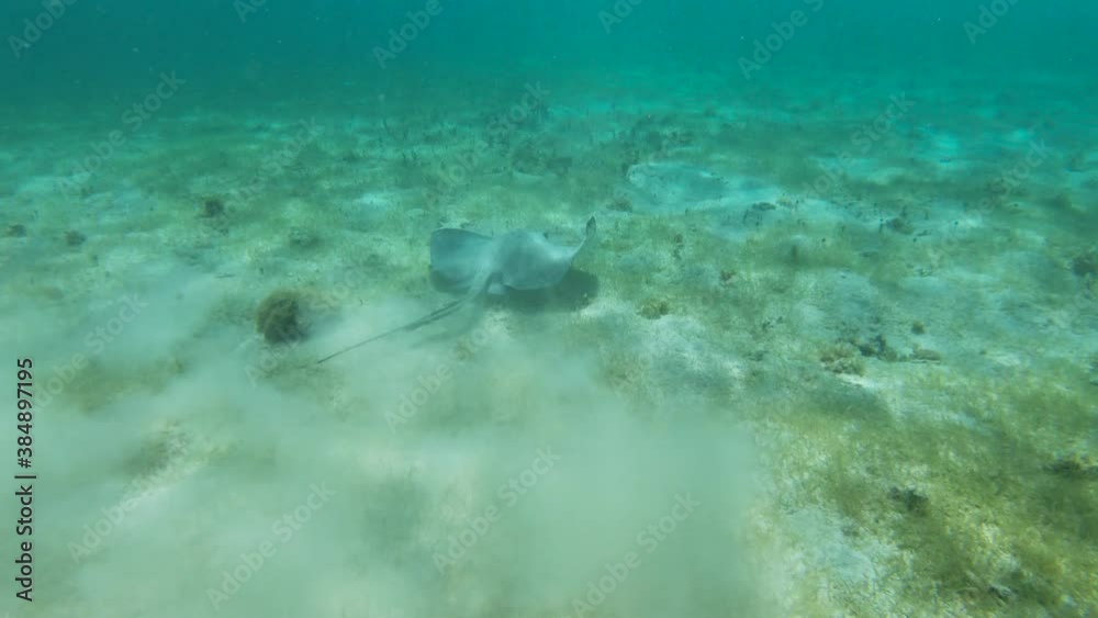 Raie Pastenague réserve naturelle de Petite Terre Guadeloupe France