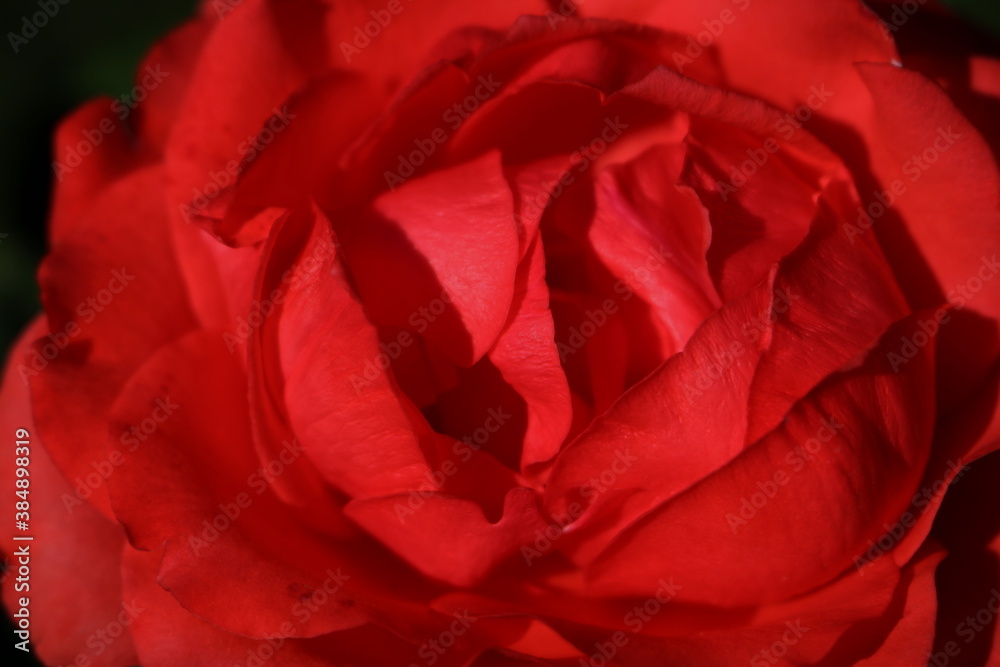 Rose flower up-close on a sunny day Rose flower up-close on a sunny day