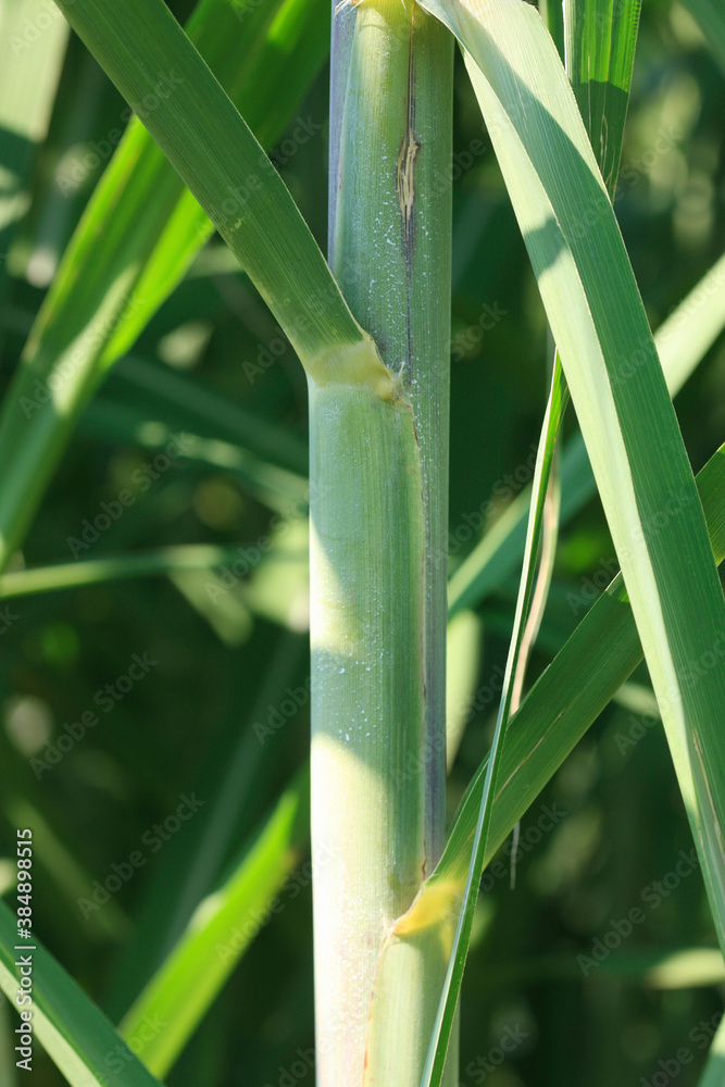 Fototapeta premium サトウキビ