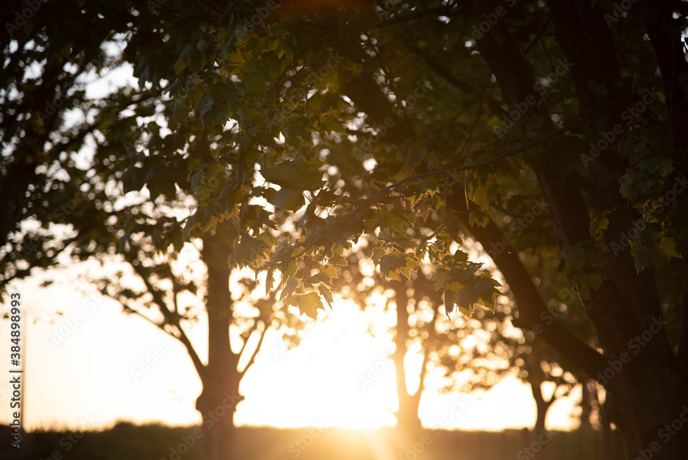 Silhouette of sunset in grove of maple trees (Platanus x hispanica) in Brazil