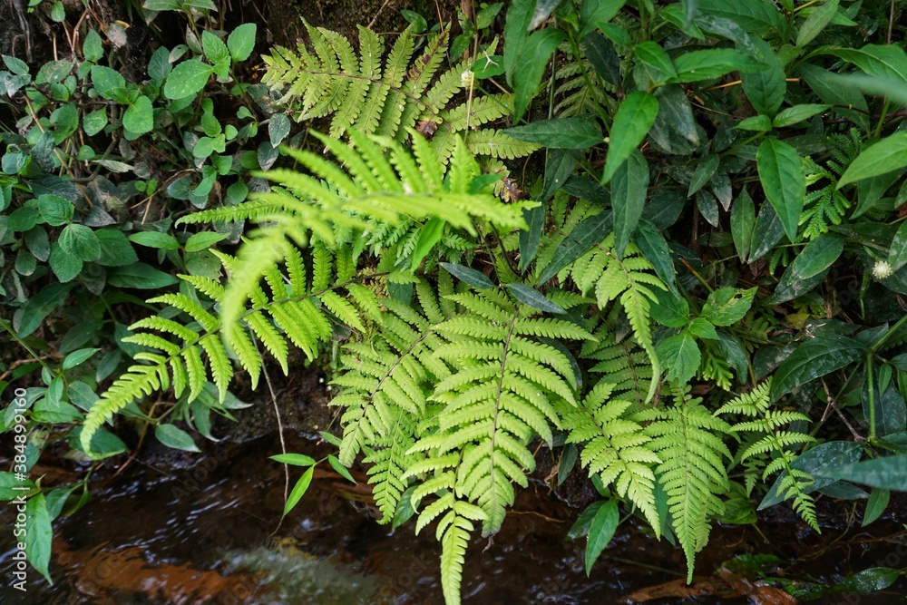 Green leaf photography, fresh on a sunny day against the background of a small river.