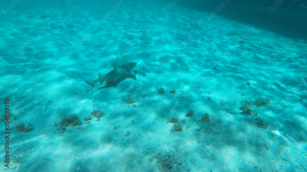 Requin citron Réserve naturelle de Petite Terre Guadeloupe France